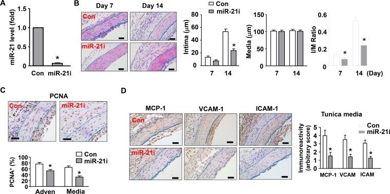 https://cdn.ncbi.nlm.nih.gov/pmc/blobs/15f9/5444729/5603be767b98/oncotarget-08-30100-g003.jpg