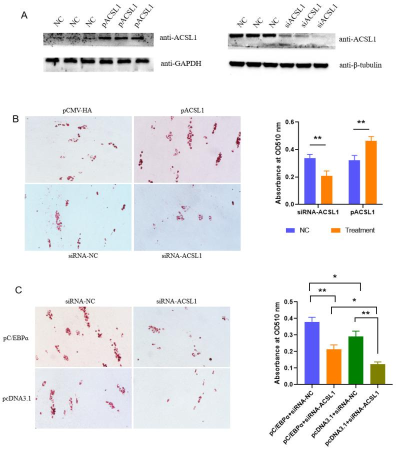 https://cdn.ncbi.nlm.nih.gov/pmc/blobs/1601/10377008/08b6109dbe91/biomolecules-13-01057-g003.jpg