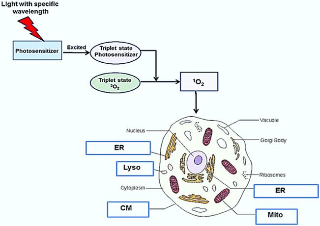 https://cdn.ncbi.nlm.nih.gov/pmc/blobs/1601/6138455/fd6063a01caf/nihms-986713-f0001.jpg