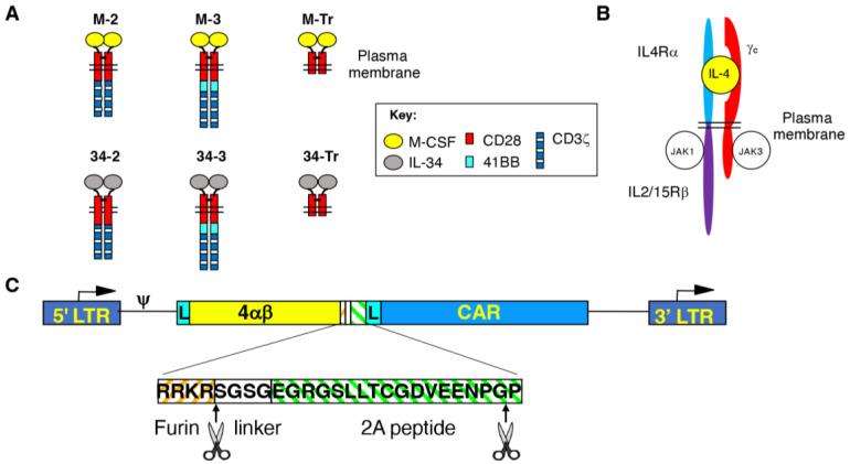 https://cdn.ncbi.nlm.nih.gov/pmc/blobs/1601/9323367/adebcc13351b/cells-11-02190-g001.jpg