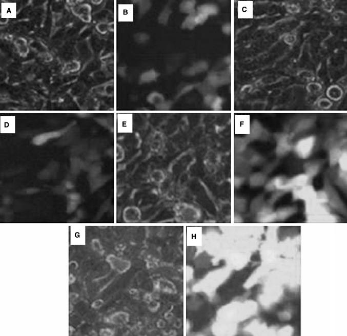 https://cdn.ncbi.nlm.nih.gov/pmc/blobs/1602/3538013/325db2726a58/11033_2012_2189_Fig6_HTML.jpg