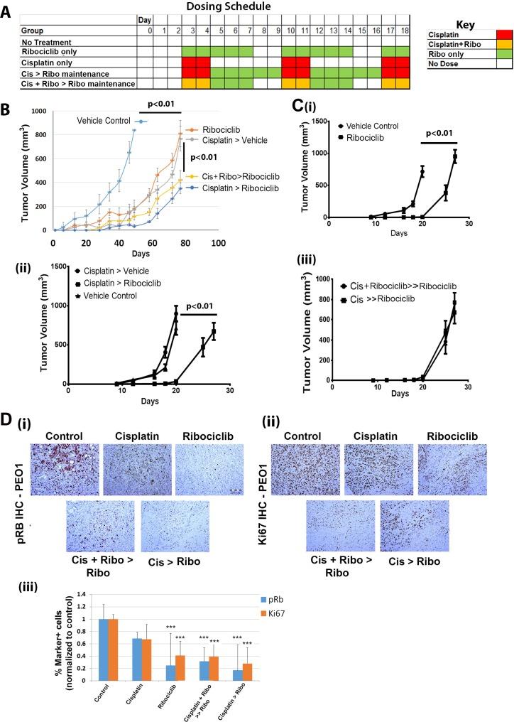 https://cdn.ncbi.nlm.nih.gov/pmc/blobs/1603/5884655/082c85662b66/oncotarget-09-15658-g006.jpg