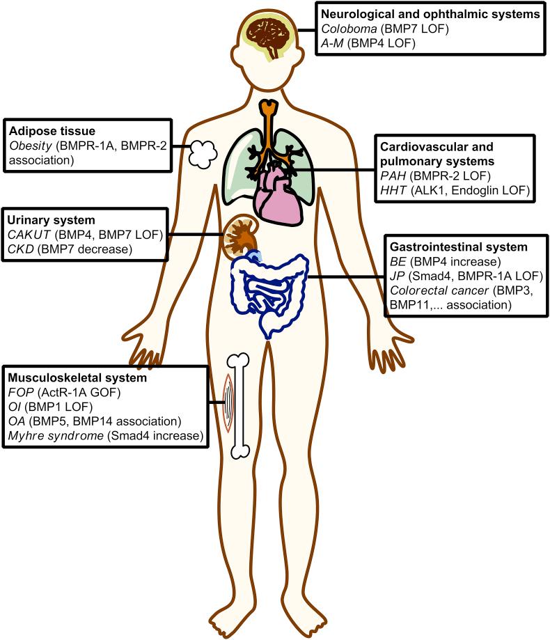 https://cdn.ncbi.nlm.nih.gov/pmc/blobs/1603/6150094/99e3c39a327a/gr2.jpg