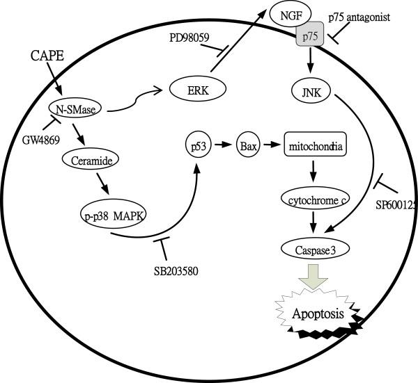 https://cdn.ncbi.nlm.nih.gov/pmc/blobs/160a/4227122/a5843247b73f/1423-0127-21-61-7.jpg