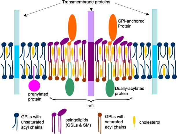 https://cdn.ncbi.nlm.nih.gov/pmc/blobs/160d/3187603/61f08d5dd72c/viruses-02-01146f4.jpg