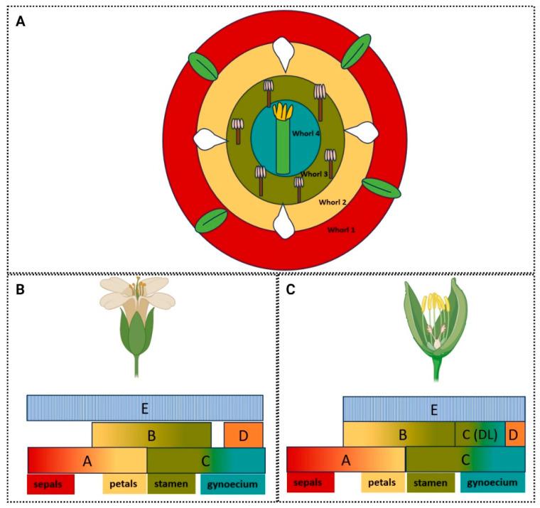 https://cdn.ncbi.nlm.nih.gov/pmc/blobs/160f/11207604/a1928dcf7062/plants-13-01595-g004.jpg