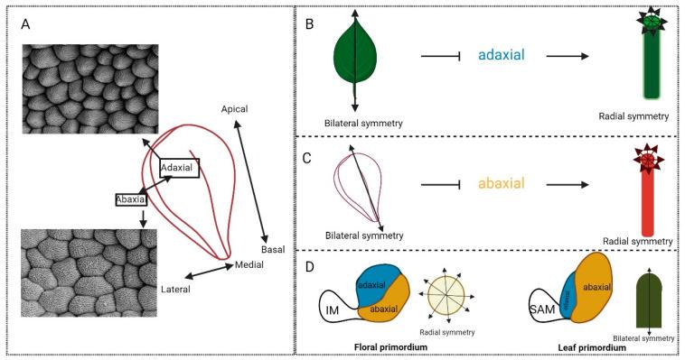 https://cdn.ncbi.nlm.nih.gov/pmc/blobs/160f/11207604/bb685bf8d8c5/plants-13-01595-g005.jpg