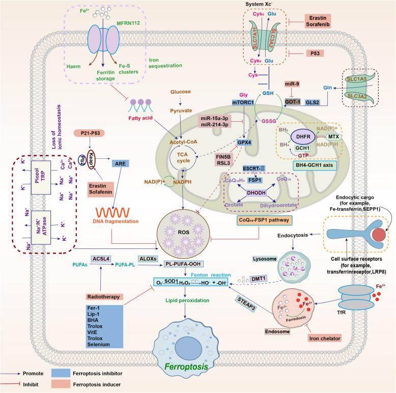 https://cdn.ncbi.nlm.nih.gov/pmc/blobs/160f/11889974/3a2774cfad7e/12964_2025_2121_Fig2_HTML.jpg
