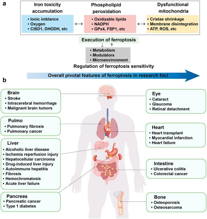 https://cdn.ncbi.nlm.nih.gov/pmc/blobs/160f/11889974/fd41ae55b37d/12964_2025_2121_Fig1_HTML.jpg
