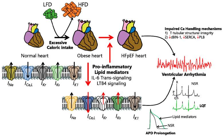 https://cdn.ncbi.nlm.nih.gov/pmc/blobs/1611/11677834/d03d8d35bb32/ijms-25-13423-g001.jpg