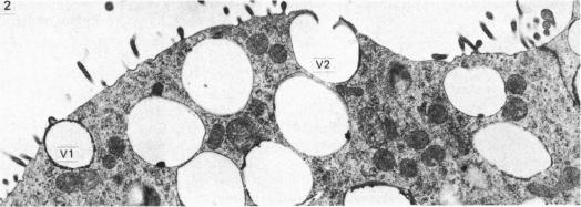 https://cdn.ncbi.nlm.nih.gov/pmc/blobs/1612/1165170/3843f2dcbb3b/janat00194-0153-b.jpg