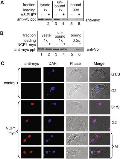 https://cdn.ncbi.nlm.nih.gov/pmc/blobs/1613/2877778/23ee529e47cf/gr4.jpg