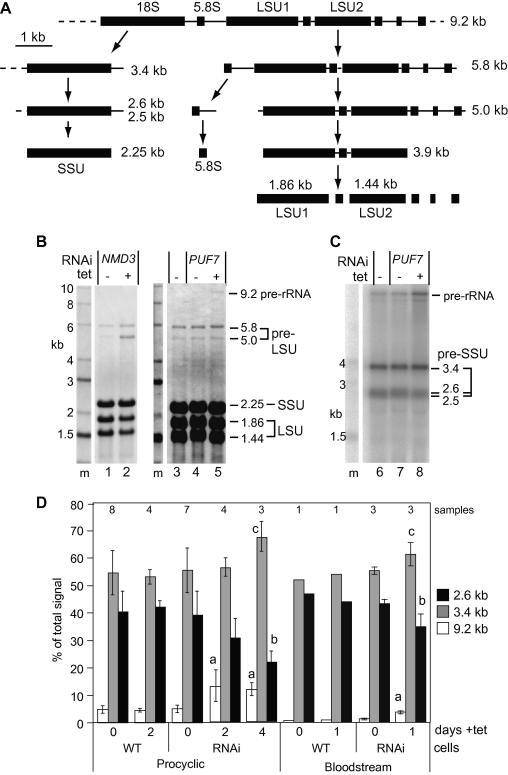 https://cdn.ncbi.nlm.nih.gov/pmc/blobs/1613/2877778/f01fc4b5afd6/gr3.jpg