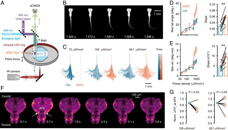 https://cdn.ncbi.nlm.nih.gov/pmc/blobs/1613/7958416/828a51b2392f/pnas.2015685118fig06.jpg