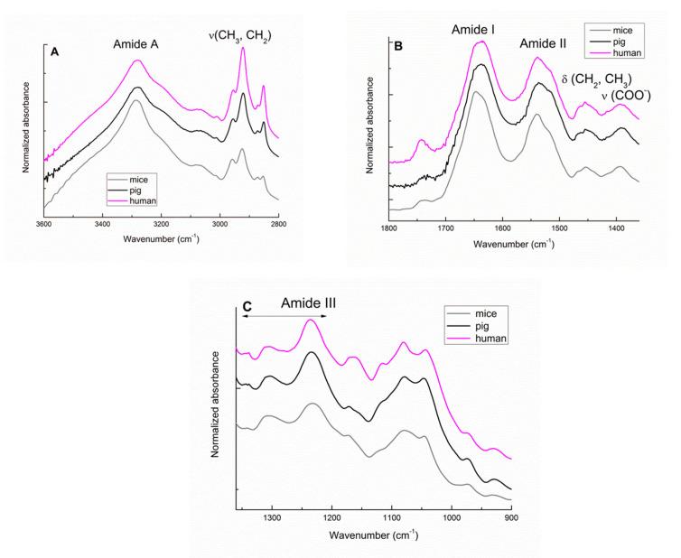 https://cdn.ncbi.nlm.nih.gov/pmc/blobs/1615/7690619/9a61092ed475/biomolecules-10-01471-g001.jpg