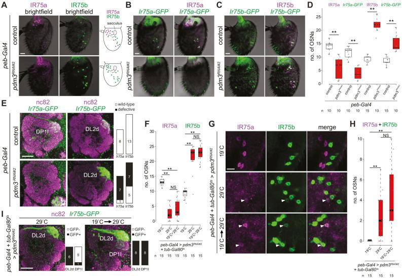 https://cdn.ncbi.nlm.nih.gov/pmc/blobs/1617/7993999/484e106a8f43/elife-63036-fig6.jpg