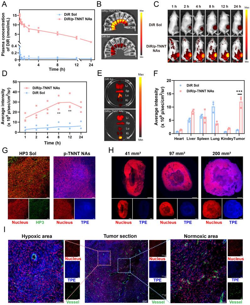 https://cdn.ncbi.nlm.nih.gov/pmc/blobs/161b/12203678/44545f8fd2ee/thnov15p6651g005.jpg