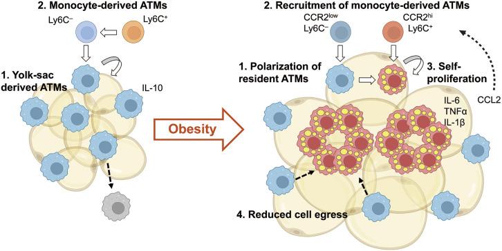 https://cdn.ncbi.nlm.nih.gov/pmc/blobs/161c/11443328/2c6e993e6bcd/jomes-33-3-193-f1.jpg