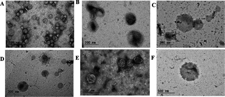 https://cdn.ncbi.nlm.nih.gov/pmc/blobs/161f/11976763/26e3be98ef80/253_2025_13460_Fig6_HTML.jpg