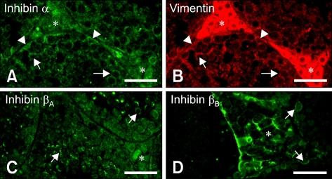 https://cdn.ncbi.nlm.nih.gov/pmc/blobs/1620/2811774/28091d4a38b6/jvs-9-345-g003.jpg