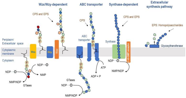 https://cdn.ncbi.nlm.nih.gov/pmc/blobs/1624/11430787/42d2be35d3ba/biomolecules-14-01162-g002.jpg