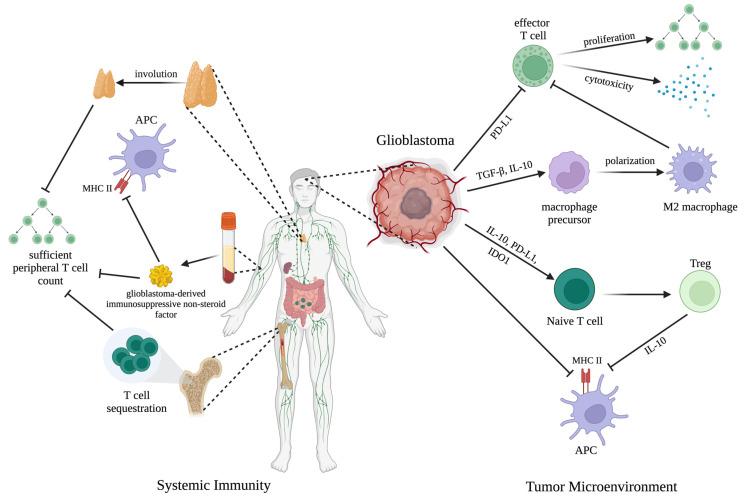 https://cdn.ncbi.nlm.nih.gov/pmc/blobs/1628/10741174/bdc5f08e32d5/biology-12-01528-g001.jpg