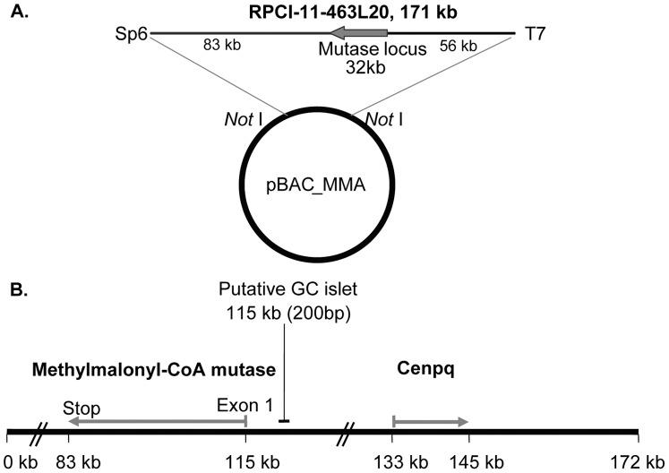 https://cdn.ncbi.nlm.nih.gov/pmc/blobs/1629/3392231/4d4d91db6a7e/pone.0040609.g001.jpg