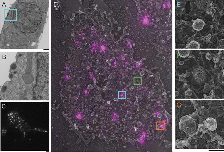 https://cdn.ncbi.nlm.nih.gov/pmc/blobs/1629/4966983/d39ca1c182ce/2423fig1.jpg