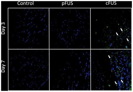 https://cdn.ncbi.nlm.nih.gov/pmc/blobs/1633/3172304/c5cfe7cb39c0/pone.0024730.g006.jpg