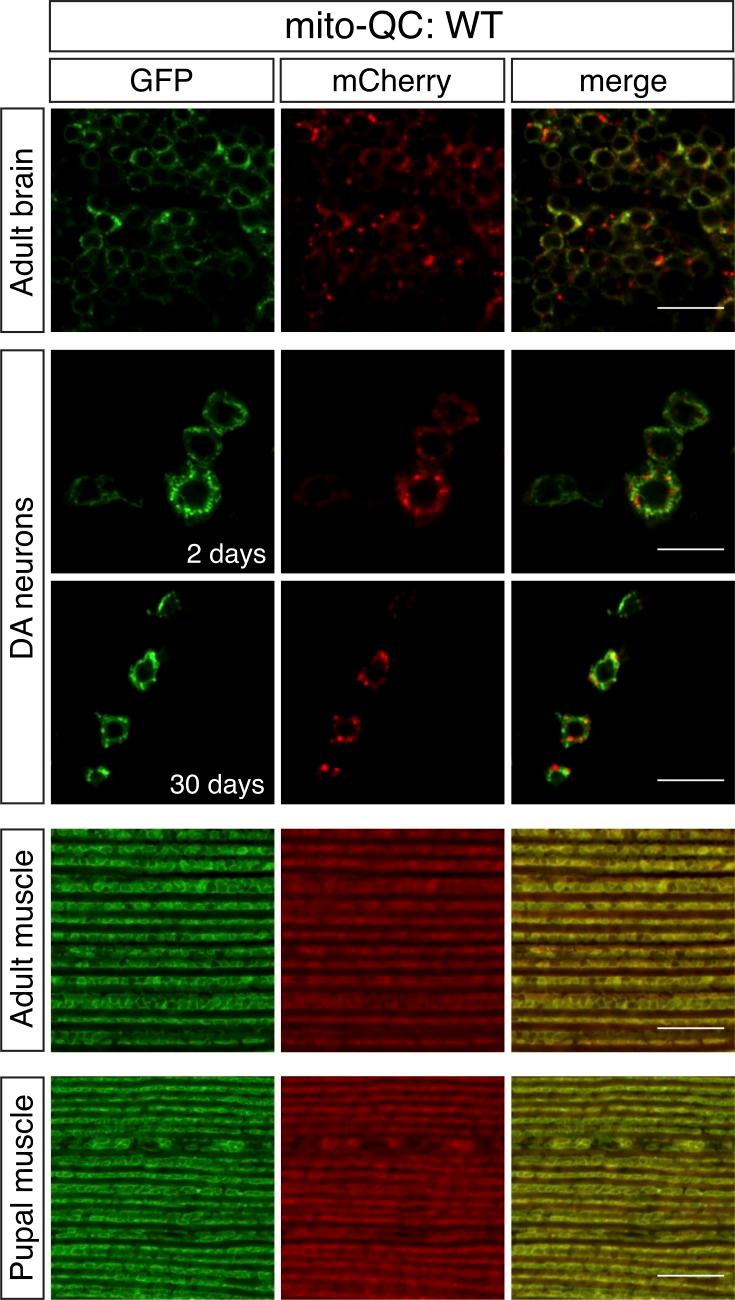 https://cdn.ncbi.nlm.nih.gov/pmc/blobs/1635/5940313/625f799d589e/JCB_201801044_Fig3.jpg