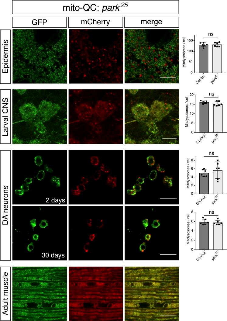 https://cdn.ncbi.nlm.nih.gov/pmc/blobs/1635/5940313/96aea2057575/JCB_201801044_Fig5.jpg