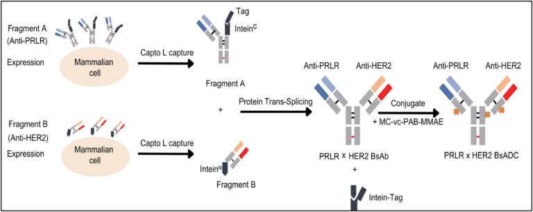 https://cdn.ncbi.nlm.nih.gov/pmc/blobs/163c/12346686/0dc49508d873/gr3.jpg
