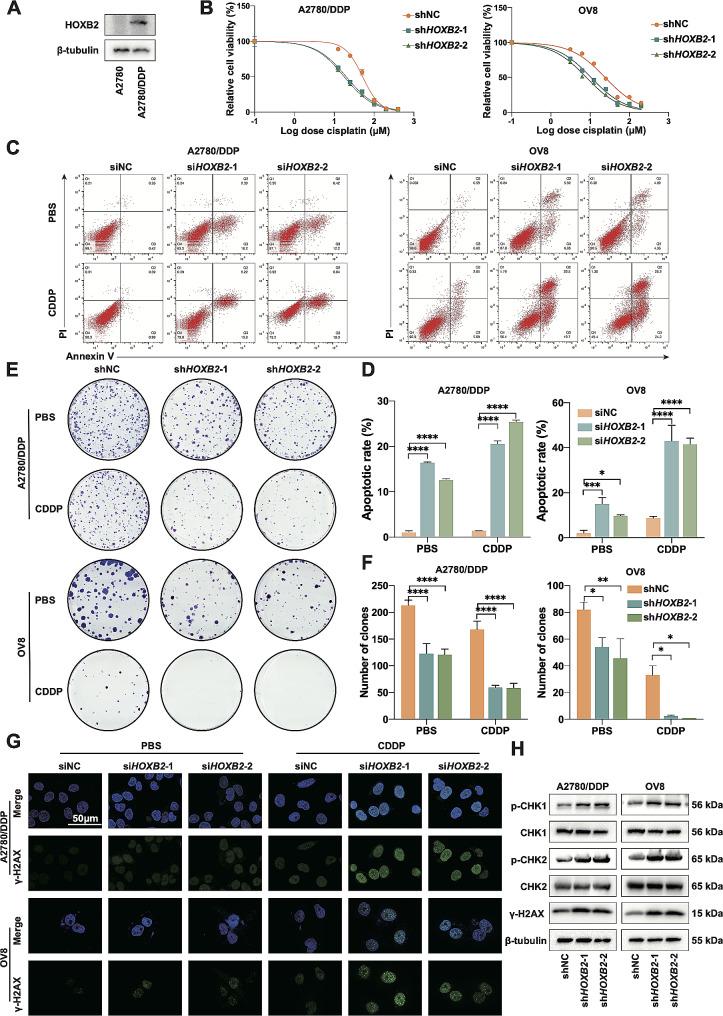 https://cdn.ncbi.nlm.nih.gov/pmc/blobs/163d/11161928/07bbd0285793/13048_2024_1424_Fige_HTML.jpg