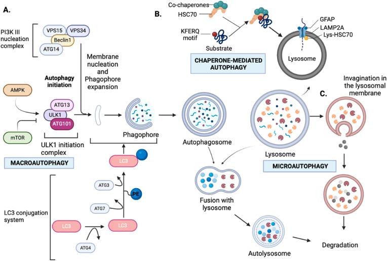 https://cdn.ncbi.nlm.nih.gov/pmc/blobs/163f/11986642/386796abb33c/gr1.jpg