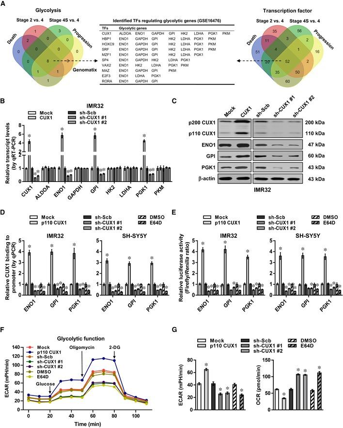 https://cdn.ncbi.nlm.nih.gov/pmc/blobs/163f/6895612/108908569d73/EMMM-11-e10835-g002.jpg