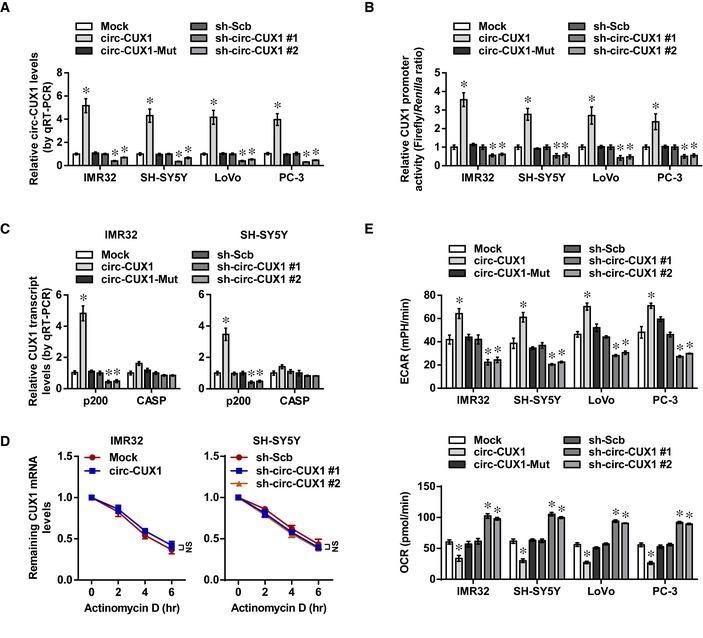 https://cdn.ncbi.nlm.nih.gov/pmc/blobs/163f/6895612/27fc8b7fb051/EMMM-11-e10835-g005.jpg