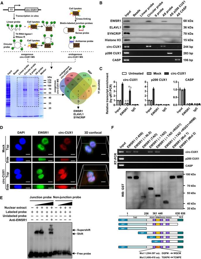 https://cdn.ncbi.nlm.nih.gov/pmc/blobs/163f/6895612/3bb766fcf085/EMMM-11-e10835-g007.jpg