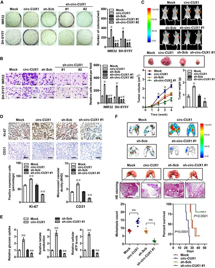 https://cdn.ncbi.nlm.nih.gov/pmc/blobs/163f/6895612/7b34fcfebf10/EMMM-11-e10835-g006.jpg
