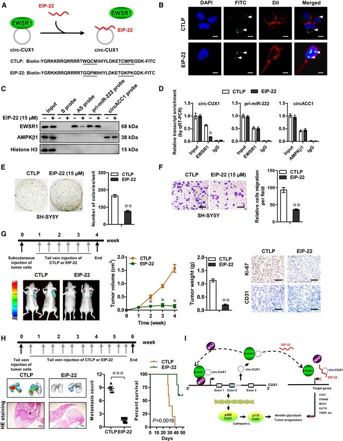 https://cdn.ncbi.nlm.nih.gov/pmc/blobs/163f/6895612/b80776f4cba9/EMMM-11-e10835-g009.jpg
