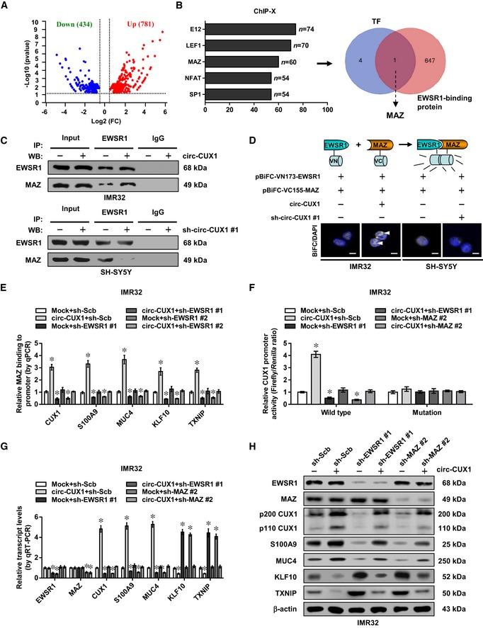 https://cdn.ncbi.nlm.nih.gov/pmc/blobs/163f/6895612/d12fafde5963/EMMM-11-e10835-g008.jpg