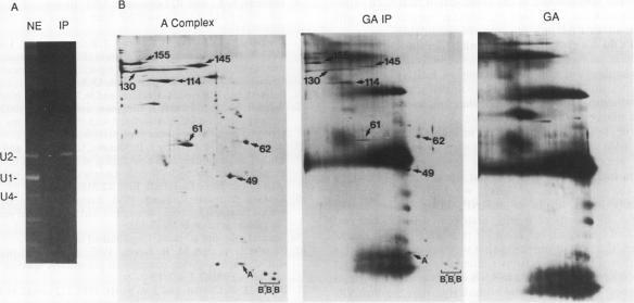 https://cdn.ncbi.nlm.nih.gov/pmc/blobs/1640/358667/0324b6b30726/molcellb00005-0175-a.jpg