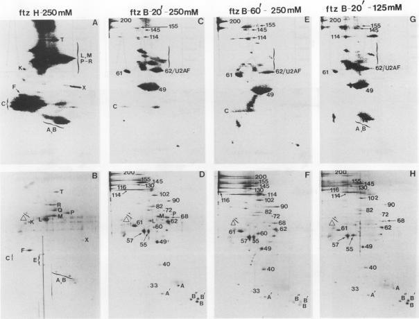 https://cdn.ncbi.nlm.nih.gov/pmc/blobs/1640/358667/2a9a8bc5309d/molcellb00005-0171-a.jpg