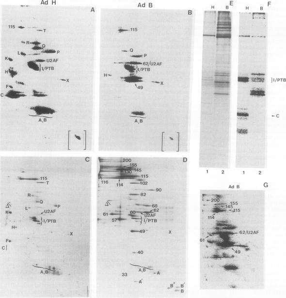 https://cdn.ncbi.nlm.nih.gov/pmc/blobs/1640/358667/b60600e21c60/molcellb00005-0170-a.jpg