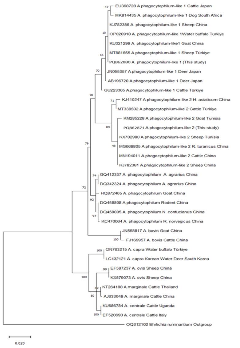 https://cdn.ncbi.nlm.nih.gov/pmc/blobs/1642/12115508/3f59017698ee/vetsci-12-00481-g006.jpg