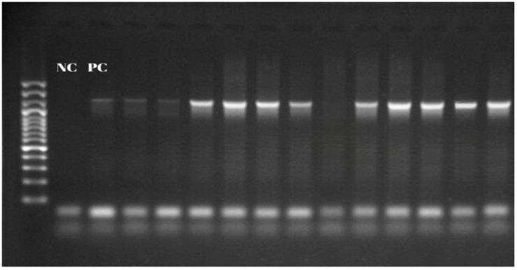 https://cdn.ncbi.nlm.nih.gov/pmc/blobs/1642/12115508/b2150207ee63/vetsci-12-00481-g002.jpg