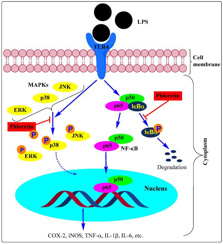 https://cdn.ncbi.nlm.nih.gov/pmc/blobs/1644/9855955/7525142d6262/biomedicines-11-00143-g002.jpg