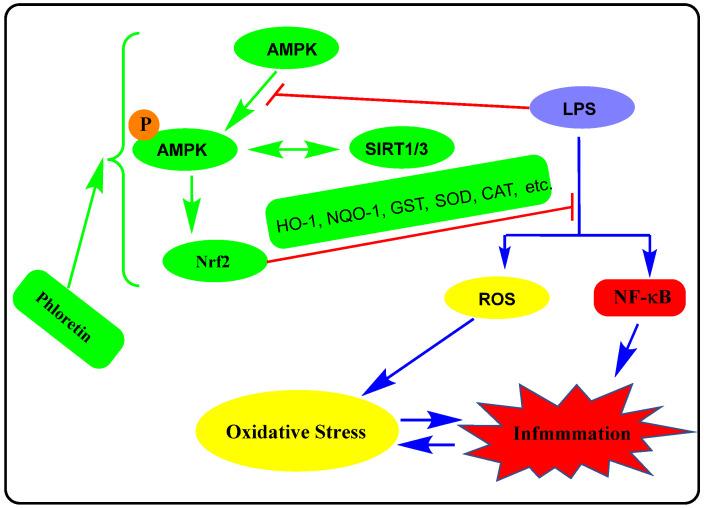 https://cdn.ncbi.nlm.nih.gov/pmc/blobs/1644/9855955/ee90e7617548/biomedicines-11-00143-g003.jpg