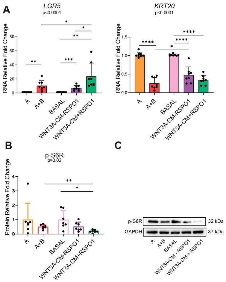https://cdn.ncbi.nlm.nih.gov/pmc/blobs/1646/11546270/01a1cf2d92a4/ijms-25-11526-g003.jpg