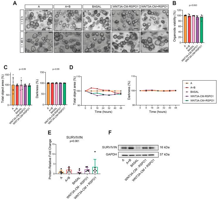 https://cdn.ncbi.nlm.nih.gov/pmc/blobs/1646/11546270/63a8615c6ca2/ijms-25-11526-g004.jpg