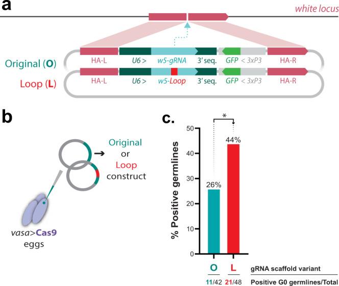 https://cdn.ncbi.nlm.nih.gov/pmc/blobs/1649/8137705/2e2e1083bfc7/41467_2021_23239_Fig4_HTML.jpg